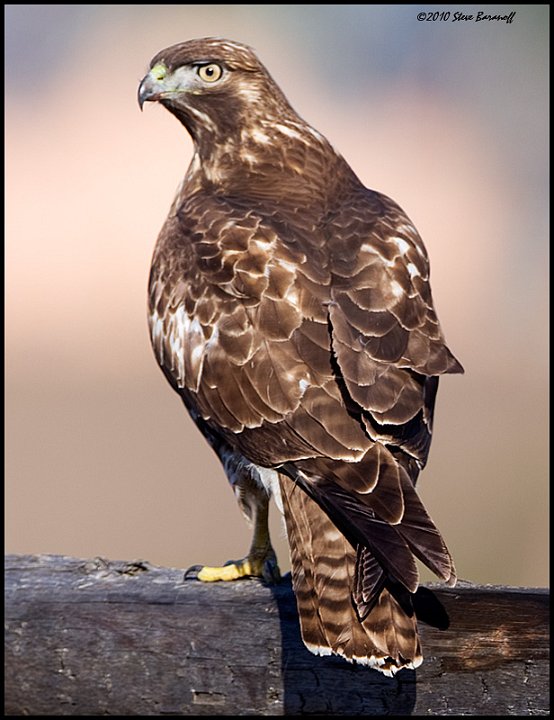 _0SB1925w red-tailed hawk.jpg